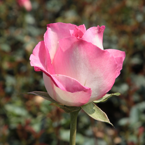 Pоза Турмалин - бяло - розов - Чайно хибридни рози 